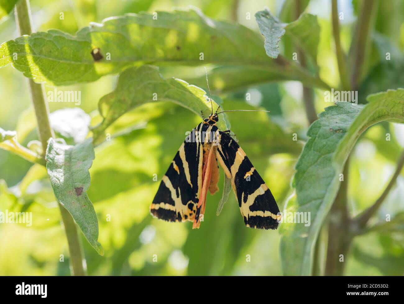 Jersey Tiger Moth (Euplagia quadripunctaria) reposant sur une tige Banque D'Images