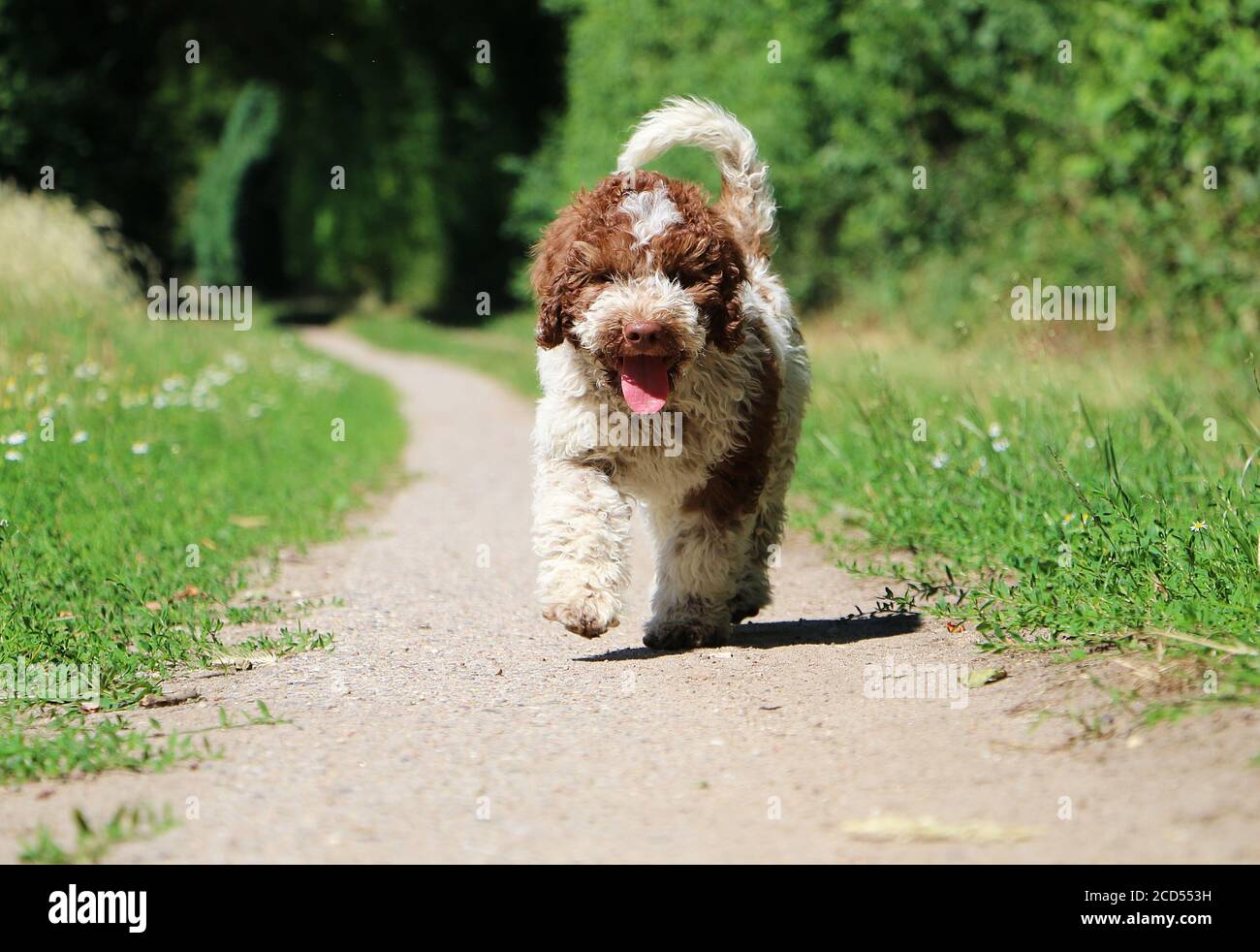 Gros plan horizontal d'un adorable chien de race Lagotto Romagnolo course à l'extérieur Banque D'Images