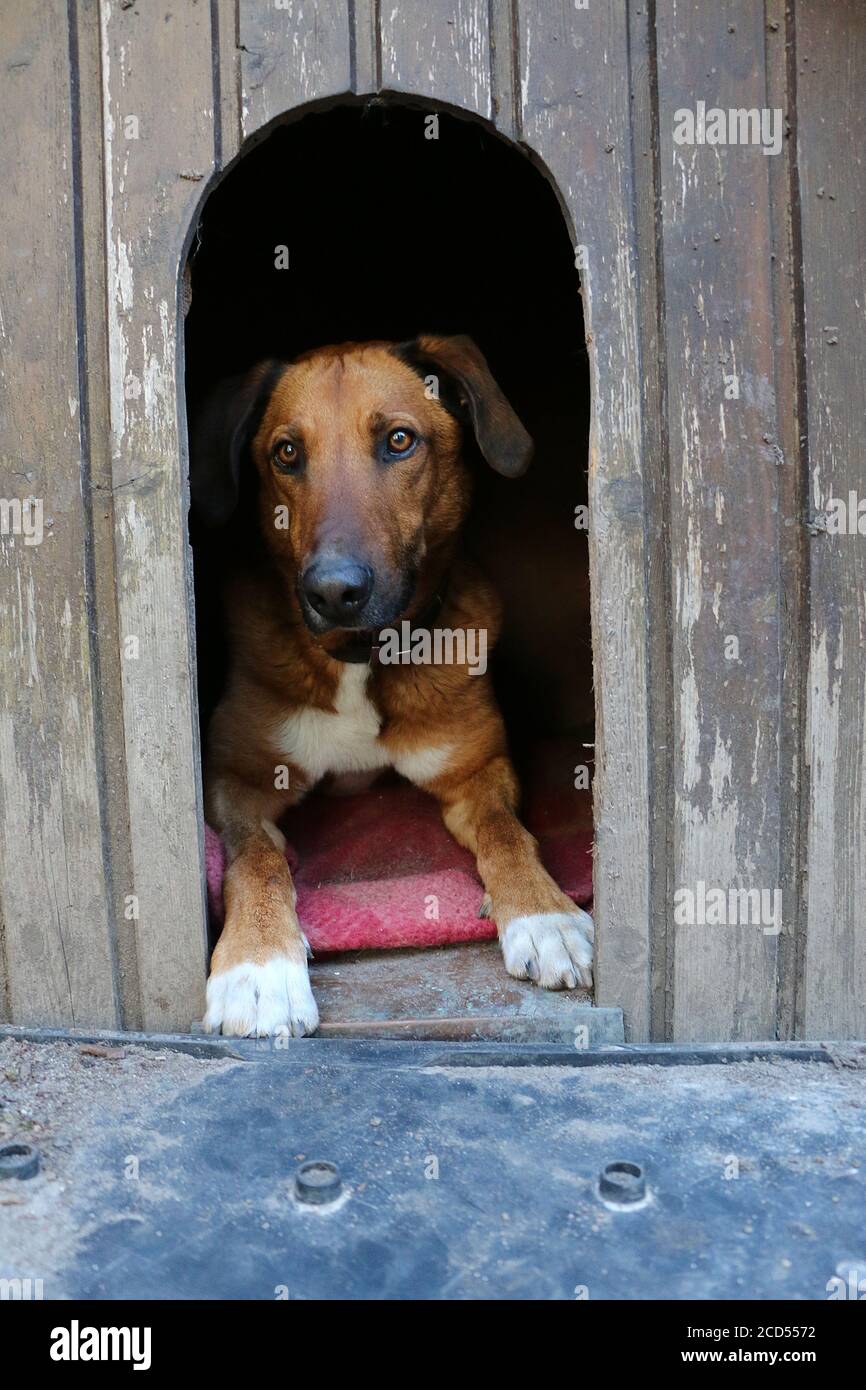 Gros plan vertical d'un chien triste allongé dans le la colombe Banque D'Images