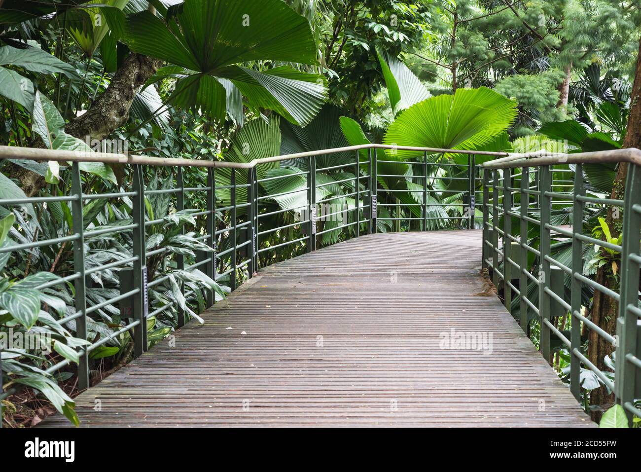 chemin piétonnier avec mains courantes métalliques dans la forêt tropicale s'épaissir Singapour Banque D'Images