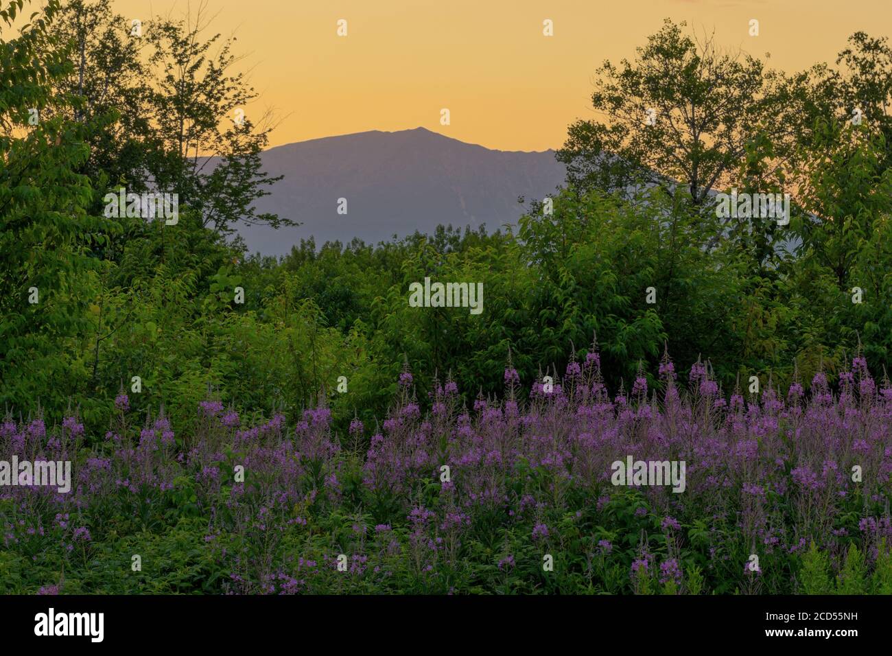 Katahdin avec Fireweed au premier plan. Banque D'Images