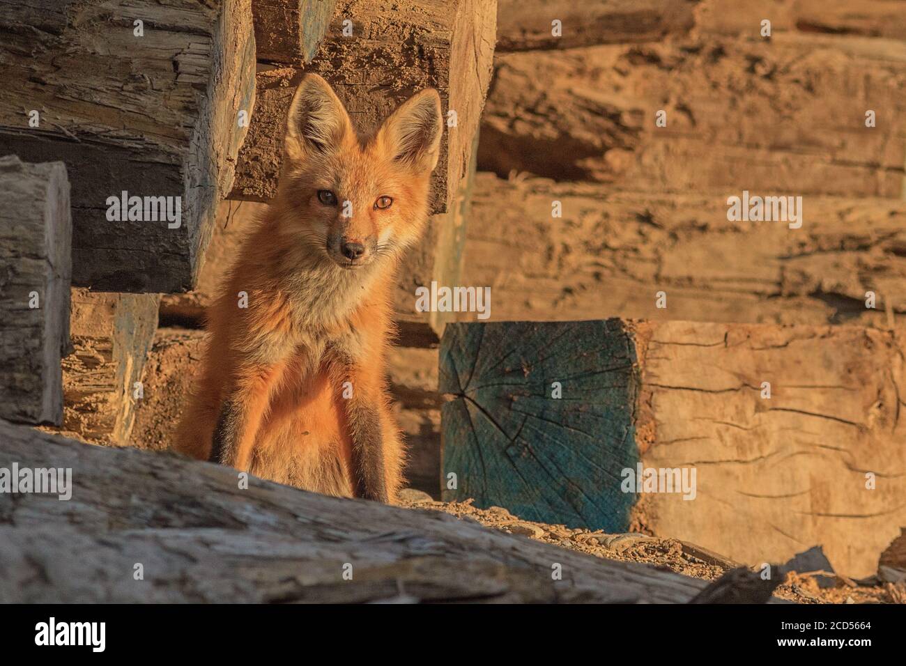 Un curieux renard rouge dans une cour de bois. Banque D'Images