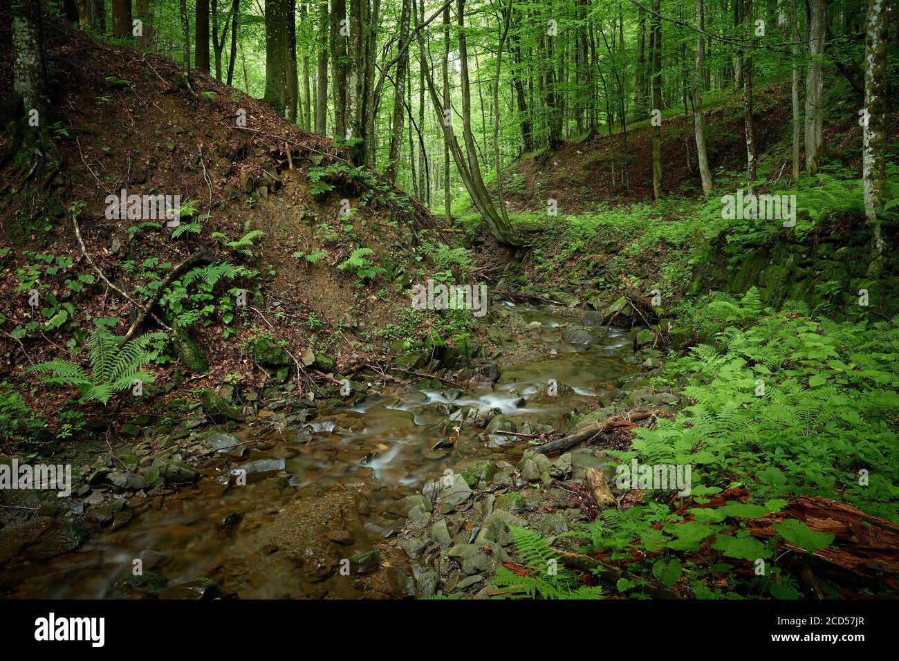 Sources d'eau carpathes. Affluent sans nom de la rivière Shypit, au pied du mont Bilyi Kamin (1062), Beskids de Pologne, Carpates d'Ukraine Banque D'Images