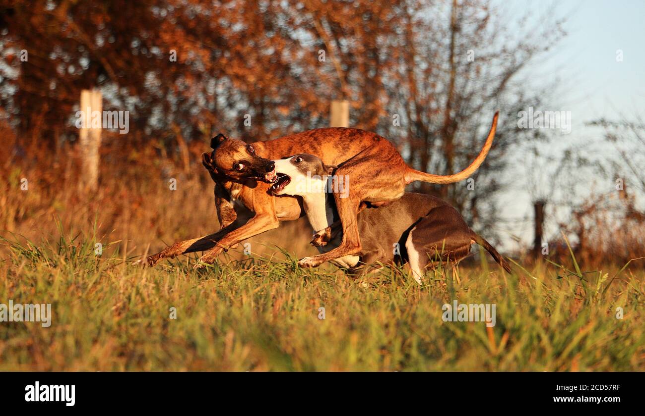 Gros plan de deux chiens jouant, chassant, s'attaquant et fouetter l'un l'autre Banque D'Images