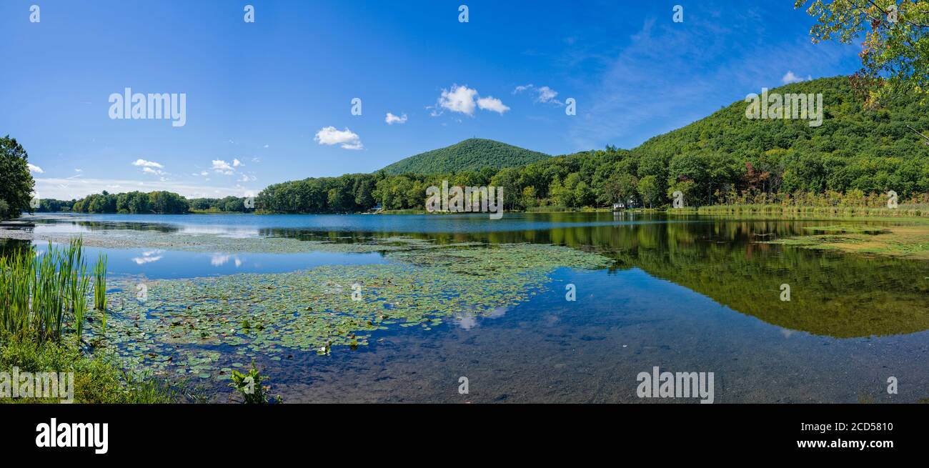 Paysage avec nénuphars dans le lac Stissing, Pine Plains, New York State, États-Unis Banque D'Images