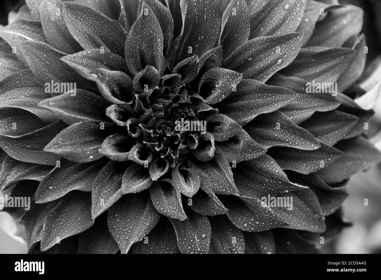 Gros plan des dahlia en fleurs dans le jardin de Rhododendron, le parc point Defiance, Tacoma, Washington, États-Unis Banque D'Images