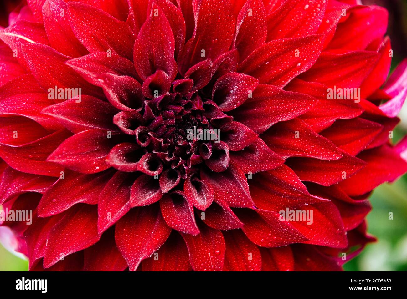 Gros plan des dahlia rouges en fleurs dans le jardin de Rhododendron, le parc point Defiance, Tacoma, Washington, États-Unis Banque D'Images