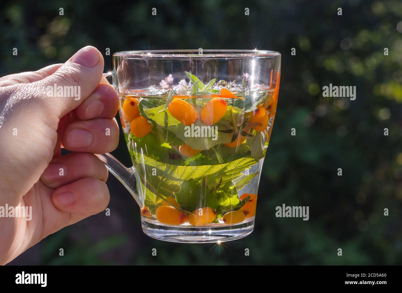 Femme tenant une tasse de tisane avec le baume de citron et l'argousier sur le fond de la nature. Mode de vie sain Banque D'Images