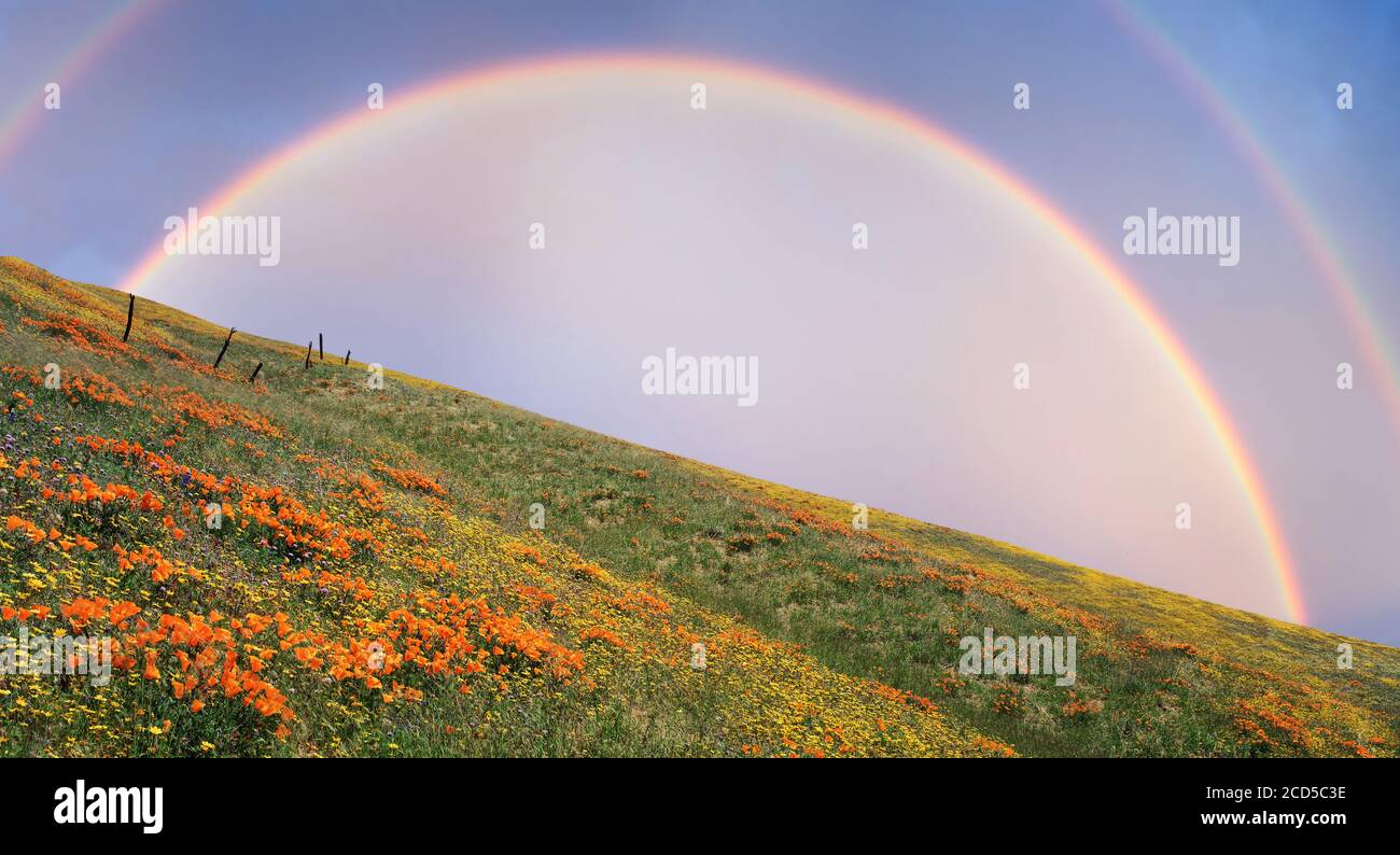 Vue sur la colline avec fleurs sauvages et arc-en-ciel, Gorman, Californie, États-Unis Banque D'Images