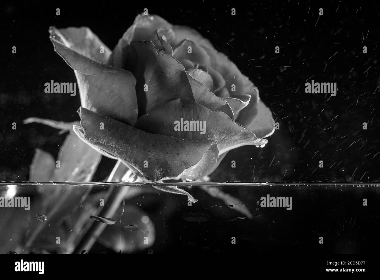 Fleur rose abstraite avec gouttes d'eau sur fond noir, gros plan. Noir et blanc Banque D'Images