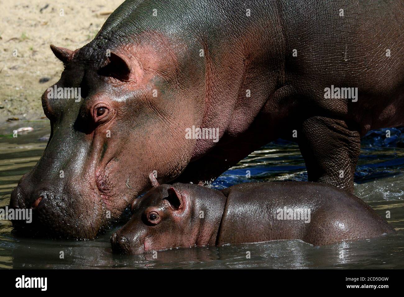 Dvur Kralove Nad Labem Republique Tcheque 26 Aout Nouveau Ne Bebe Hippo En Enceinte Au Safari Park Dvur Kralove Nad Labem En Republique Tcheque Le Bebe Hippopotamus Est Ne Il Y A