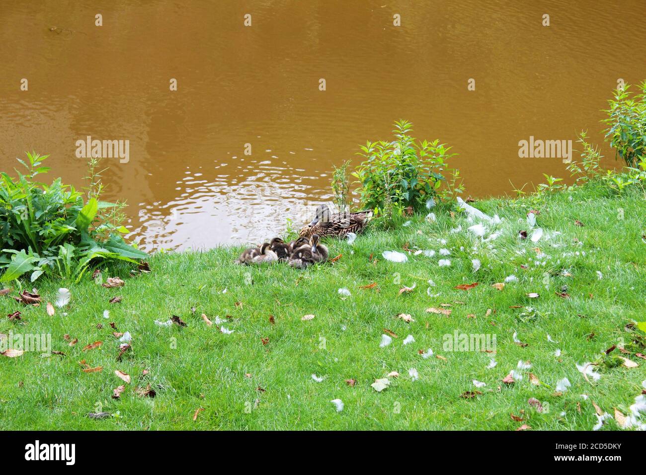 Canard gris et canetons entourés de plumes sur la rive du canal de Bridgewater (rivière brune) dans le village de Worsley, en Angleterre Banque D'Images