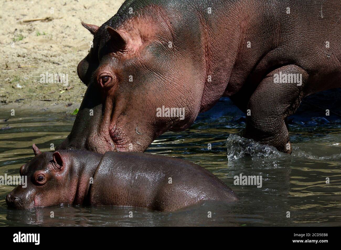 Dvur Kralove Nad Labem Republique Tcheque 26 Aout Nouveau Ne Bebe Hippo En Enceinte Au Safari Park Dvur Kralove Nad Labem En Republique Tcheque Le Bebe Hippopotamus Est Ne Il Y A