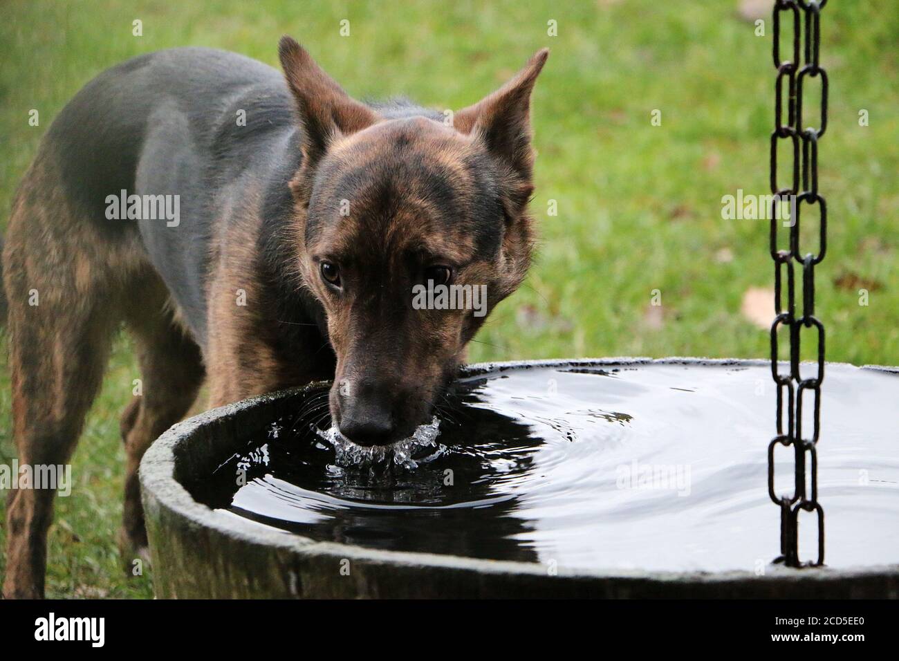 Gros plan d'un chien noir brun de l'eau potable de une fontaine Banque D'Images