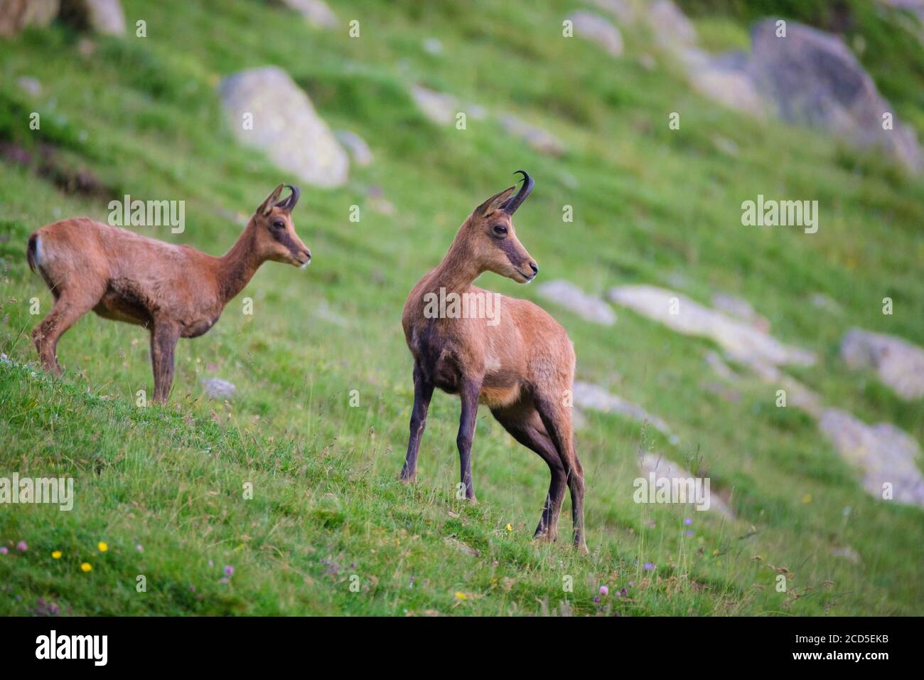 Chamois pyrénéen (Rupicapra pyrenaica), deux sur une pente herbeuse. Parc naturel de Capçaleres del Ter i del Freser. Catalogne. Espagne. Banque D'Images