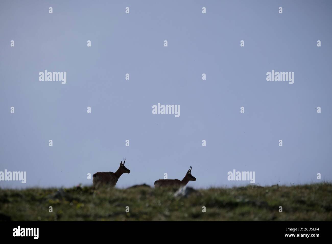 Chamois pyrénéen (Rupicapra pyrenaica) deux adultes contre la lumière. Parc naturel de Capçaleres del Ter i del Freser. Catalogne. Espagne. Banque D'Images