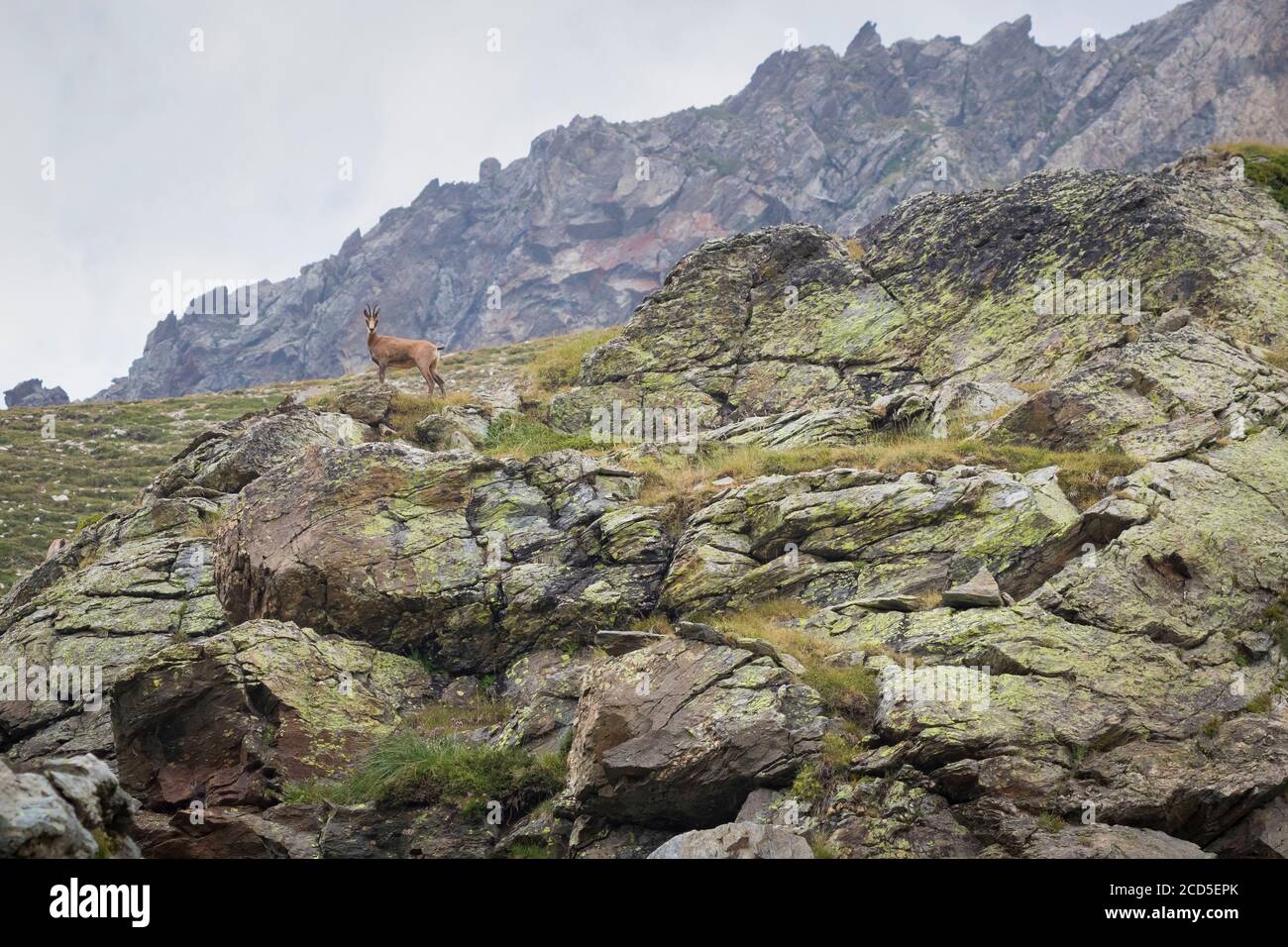 Chamois pyrénéen (Rupicapra pyrenaica) sur une pente rocheuse. Parc naturel de Capçaleres del Ter i del Freser. Catalogne. Espagne. Banque D'Images