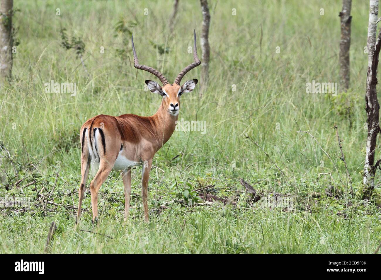 Impala mâle adulte avec longues cornes debout dans les prairies ouvertes Banque D'Images