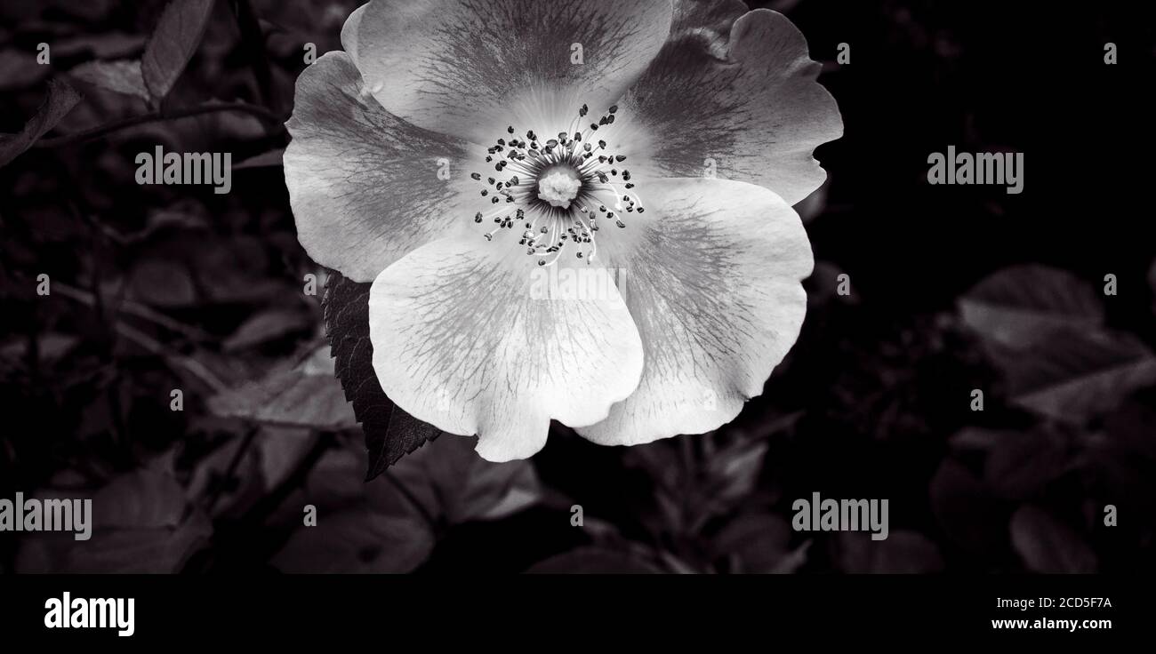 Gros plan noir et blanc de la fleur de la Californie sauvage (Rosa californica) Banque D'Images