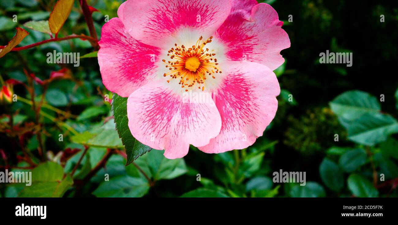Gros plan de la fleur rose de la Californie sauvage (Rosa californica) Banque D'Images