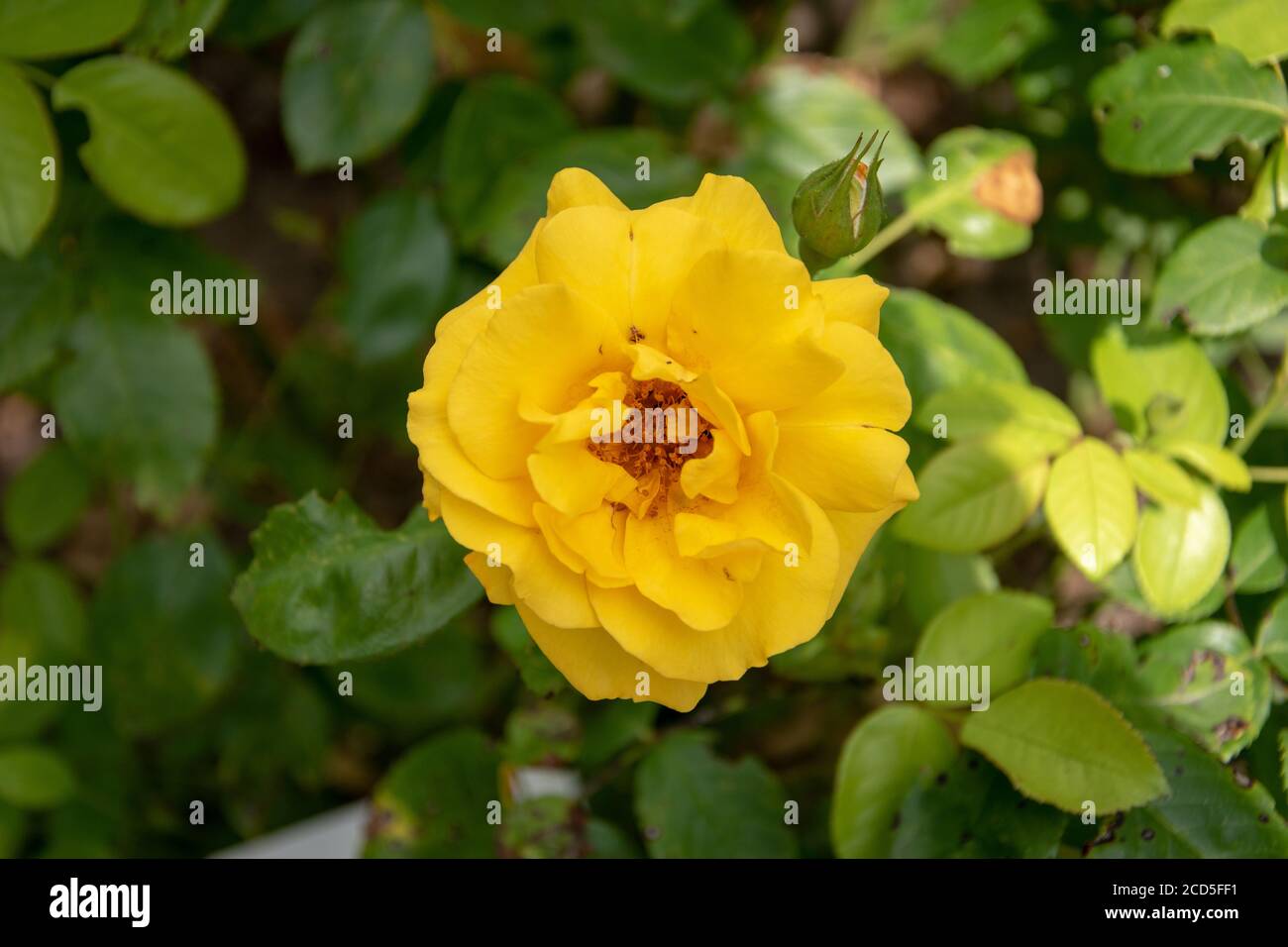 Vue de dessus de magnifique rose de Chine jaune Banque D'Images
