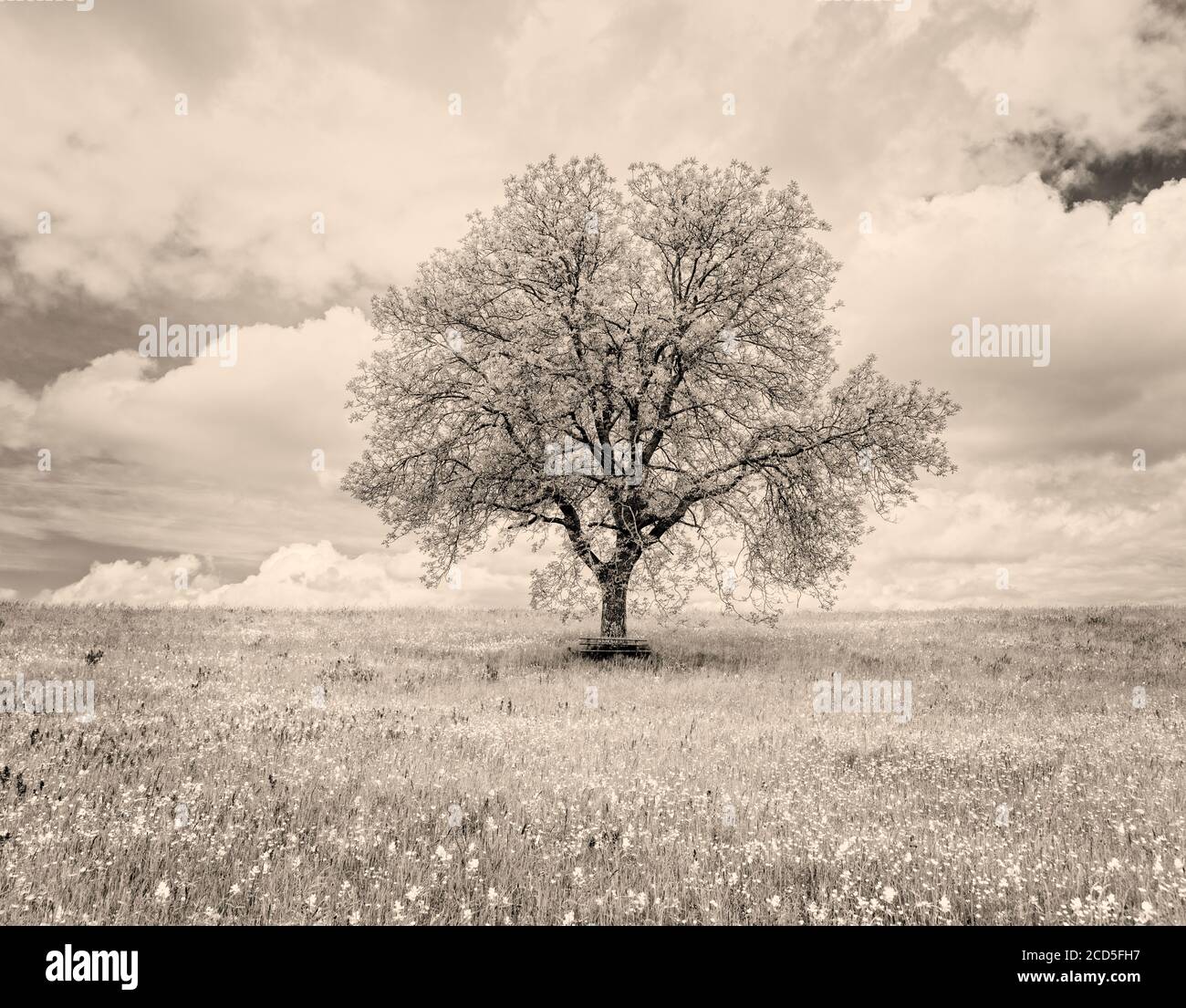 Photographie en noir et blanc d'un seul arbre dans un pré avec fleurs sauvages au printemps, Bade-Wurtemberg, Allemagne Banque D'Images