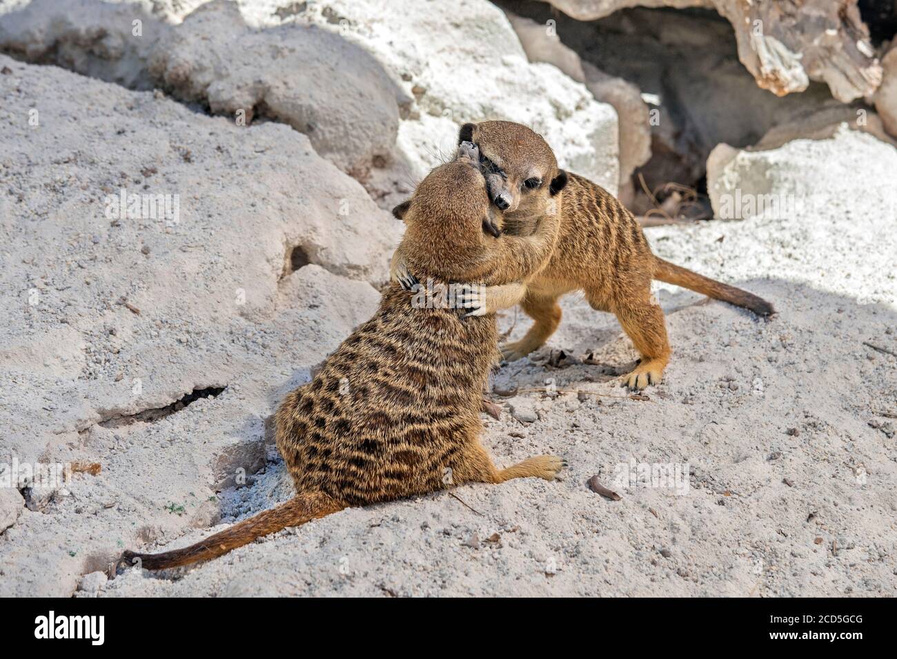 Les suricates (ou «meercats» - Suricata suricata) dans le parc Amazonas, municipalité d'Agios Nikolaos, Crète, Grèce. Banque D'Images