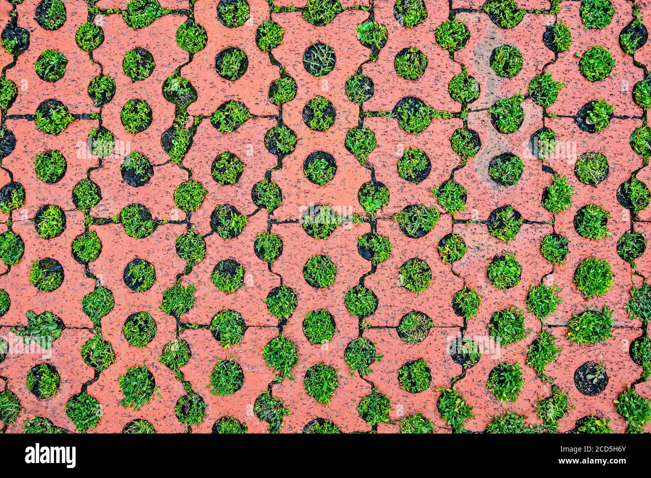Plantes poussant à travers des trous dans les briques de trottoir Banque D'Images