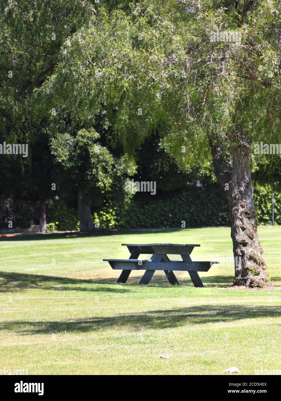 Table de pique-nique en bois sous un arbre dans un parc Banque D'Images