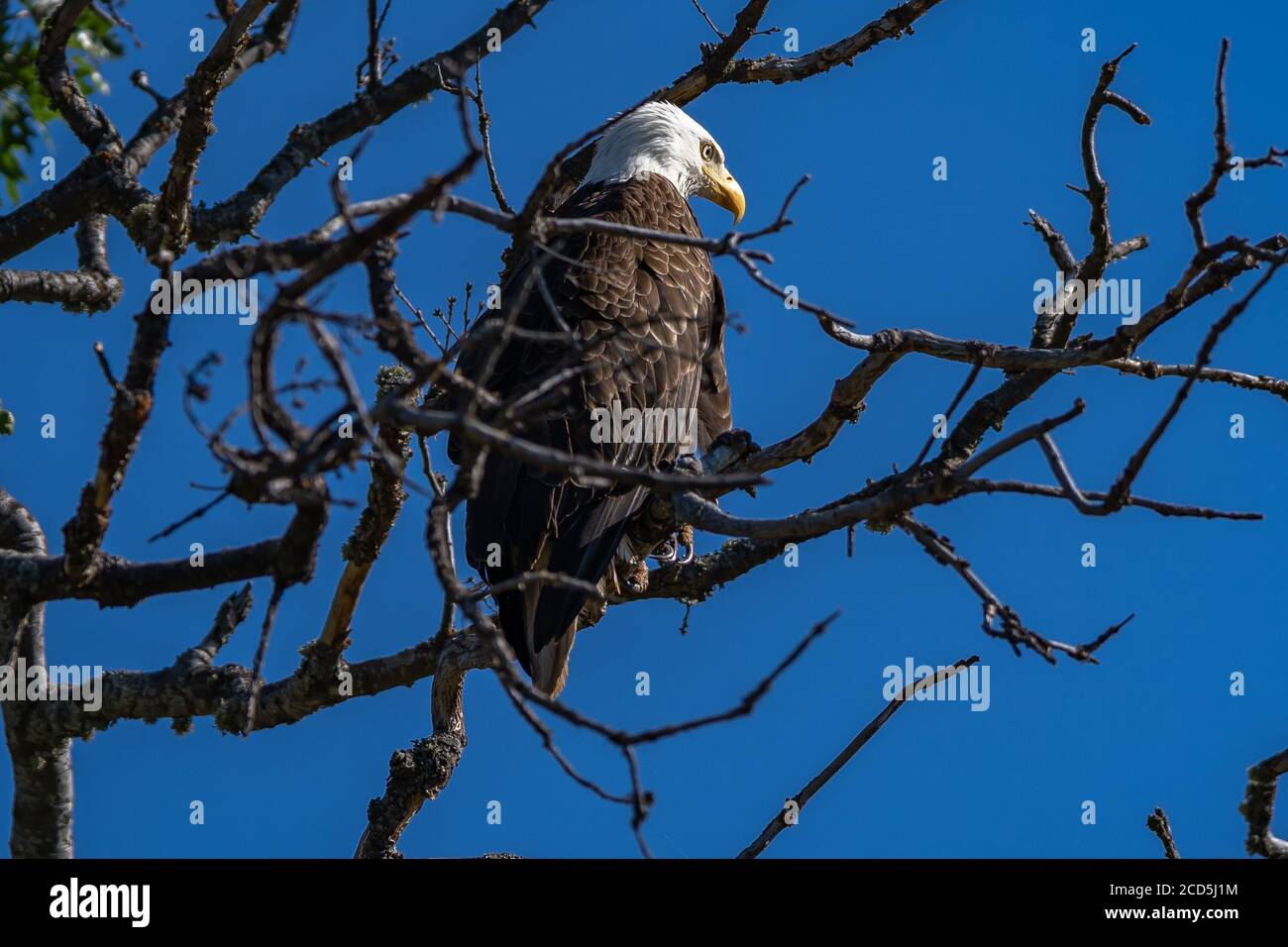 Aigle à tête blanche assis dans un arbre. Oregon, Ashland, Emigrant Lake, été Banque D'Images