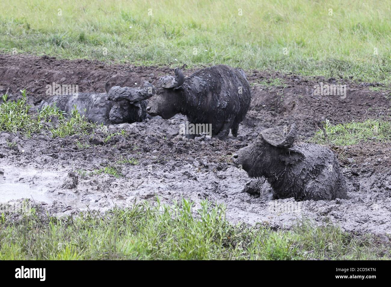 Trois buffles dans un trou d'eau boueux en Ouganda Banque D'Images