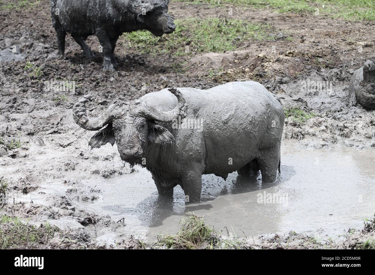 Water Buffalo debout dans un trou d'eau boueux Banque D'Images