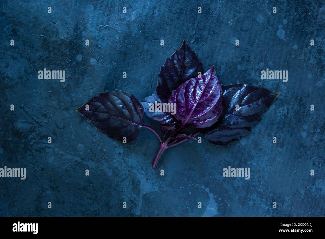 Feuilles d'herbes de basilic rouges fraîches sur fond noir. Basilic violet foncé opale Banque D'Images