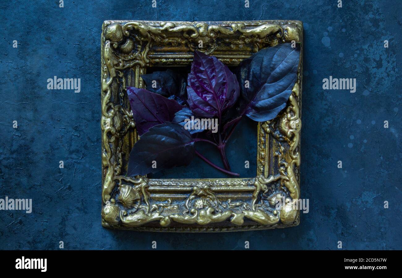 Feuilles d'herbes de basilic rouges fraîches dans le cadre sur fond noir. Basilic violet foncé opale Banque D'Images