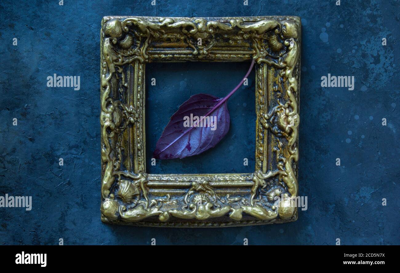 Feuille d'herbes de basilic rouge fraîche dans le cadre sur fond noir. Basilic violet foncé opale Banque D'Images