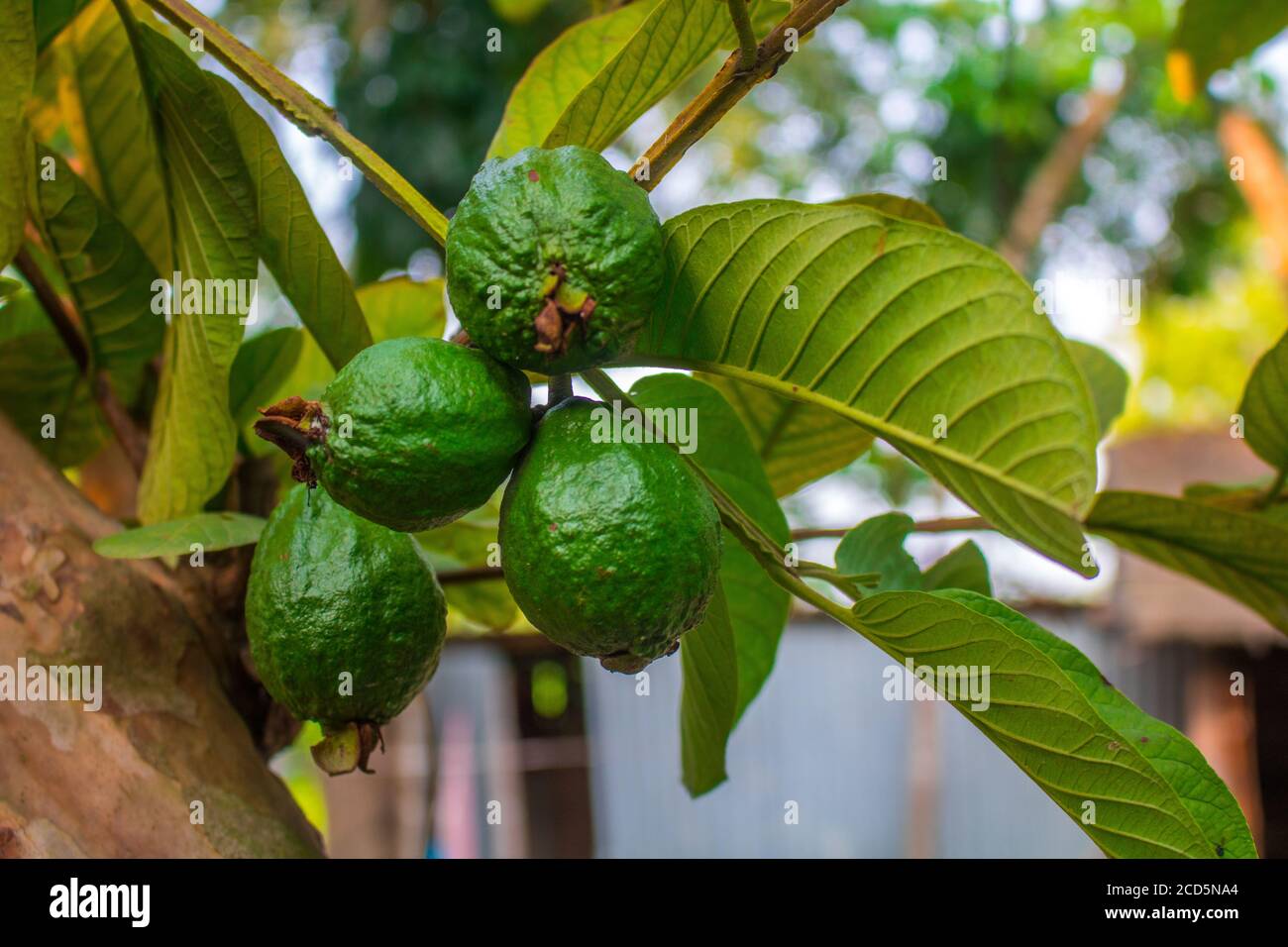 la-goyave-est-un-fruit-tropical-commun-cultiv-dans-de-nombreuses