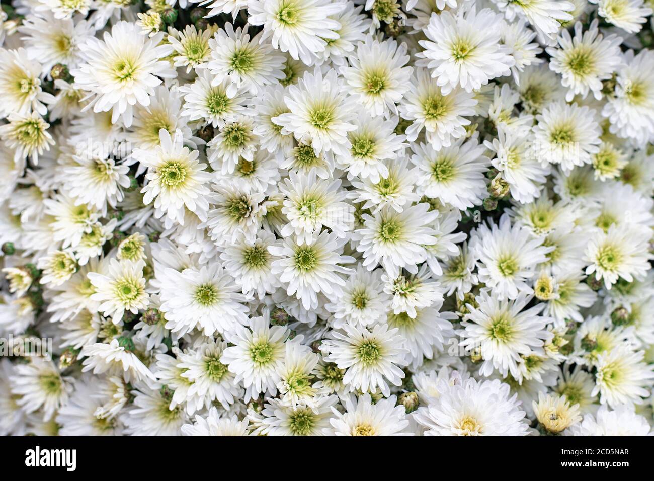 Camomille de chrysanthème blanc. Arrière-plan des fleurs. Gros plan. Banque D'Images