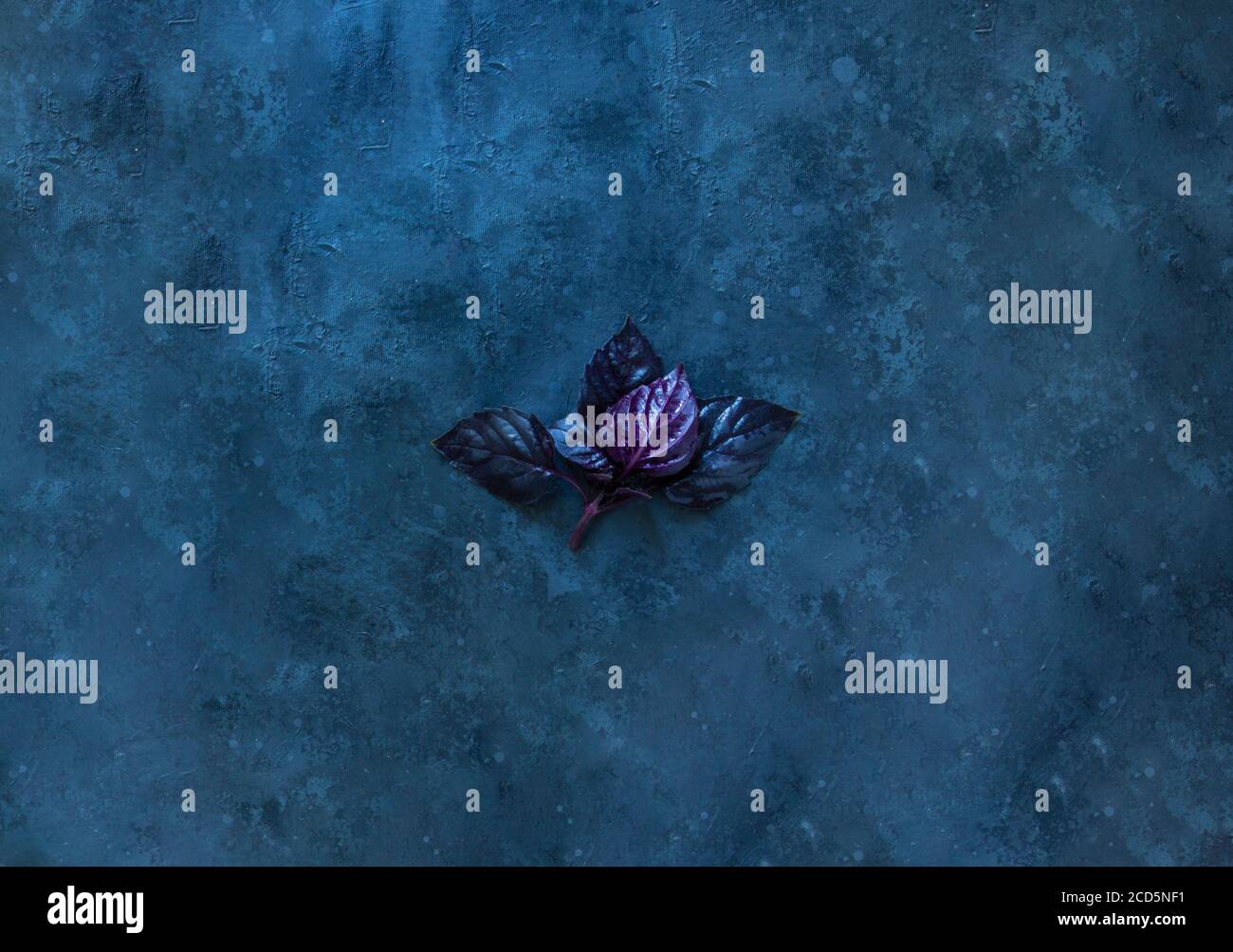 Feuilles d'herbes de basilic rouges fraîches sur fond noir. Basilic violet foncé opale Banque D'Images