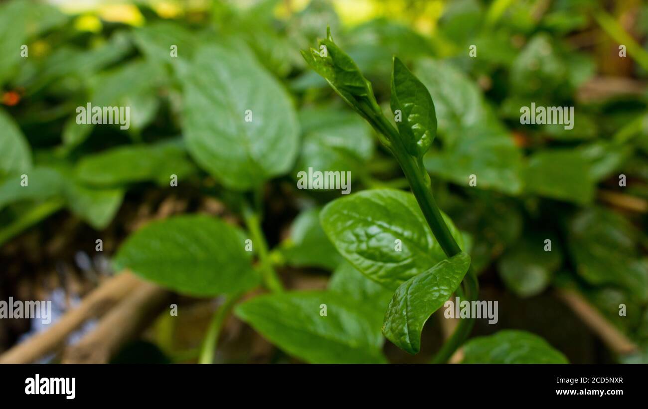 PUI Shak ou malabar épinards qui grandissent. Basella alba est une vigne vivace comestible de la famille des Basellacées. Il est trouvé en Asie tropicale et Afrique wh Banque D'Images