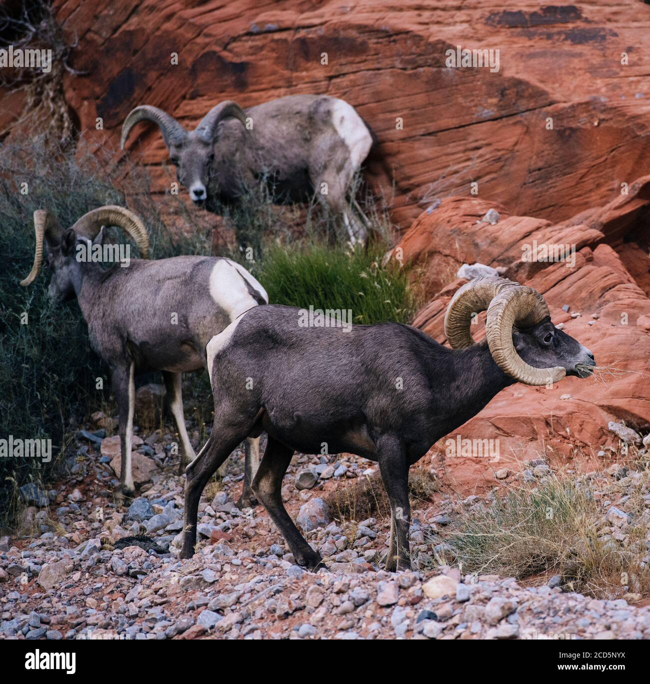 Vue sur le Grand mouton de Horn (Ovis canadensis), parc national, désert de Mohave, Overton, Nevada, États-Unis Banque D'Images