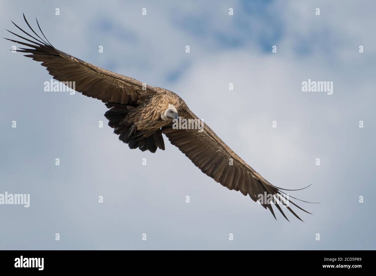 Un vautour à dos blanc descend avec des ailes étalées des soars au-dessus de la savane de la Maasai Mara pendant la grande migration. Banque D'Images