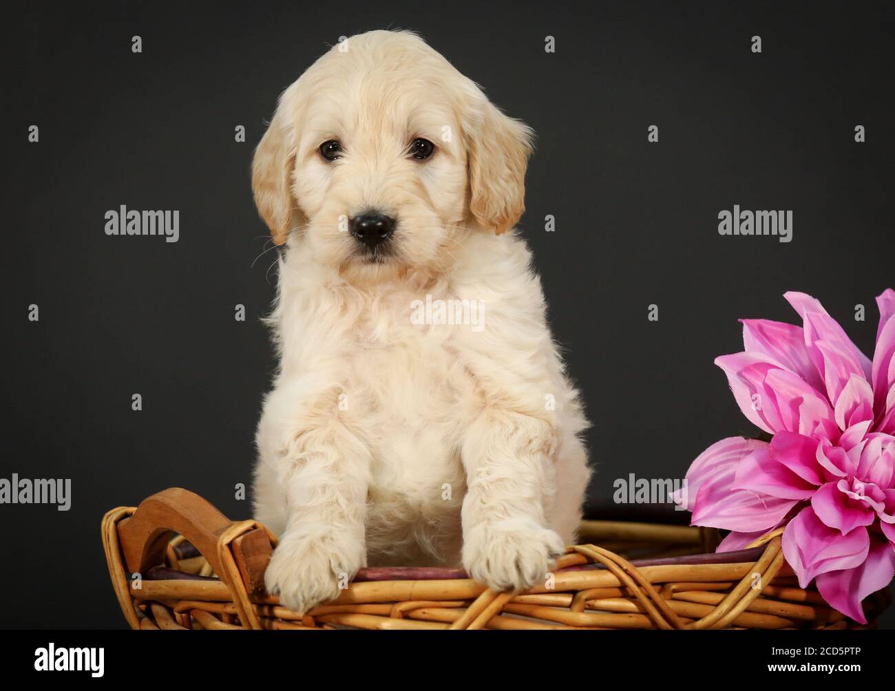 F1 Goldendoodle Puppy dans un panier à fond noir Banque D'Images