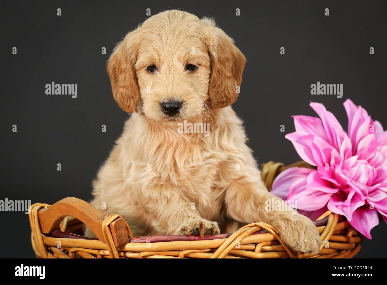 F1 Goldendoodle Puppy dans un panier à fond noir Banque D'Images