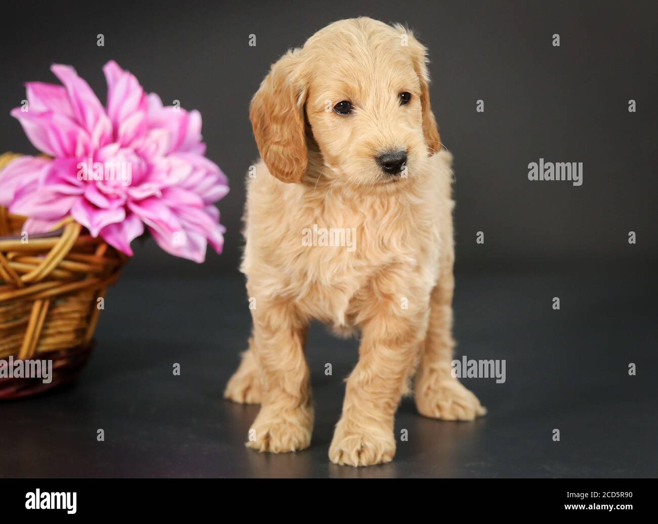 F1 Goldendoodle Puppy par un panier avec fond noir Banque D'Images