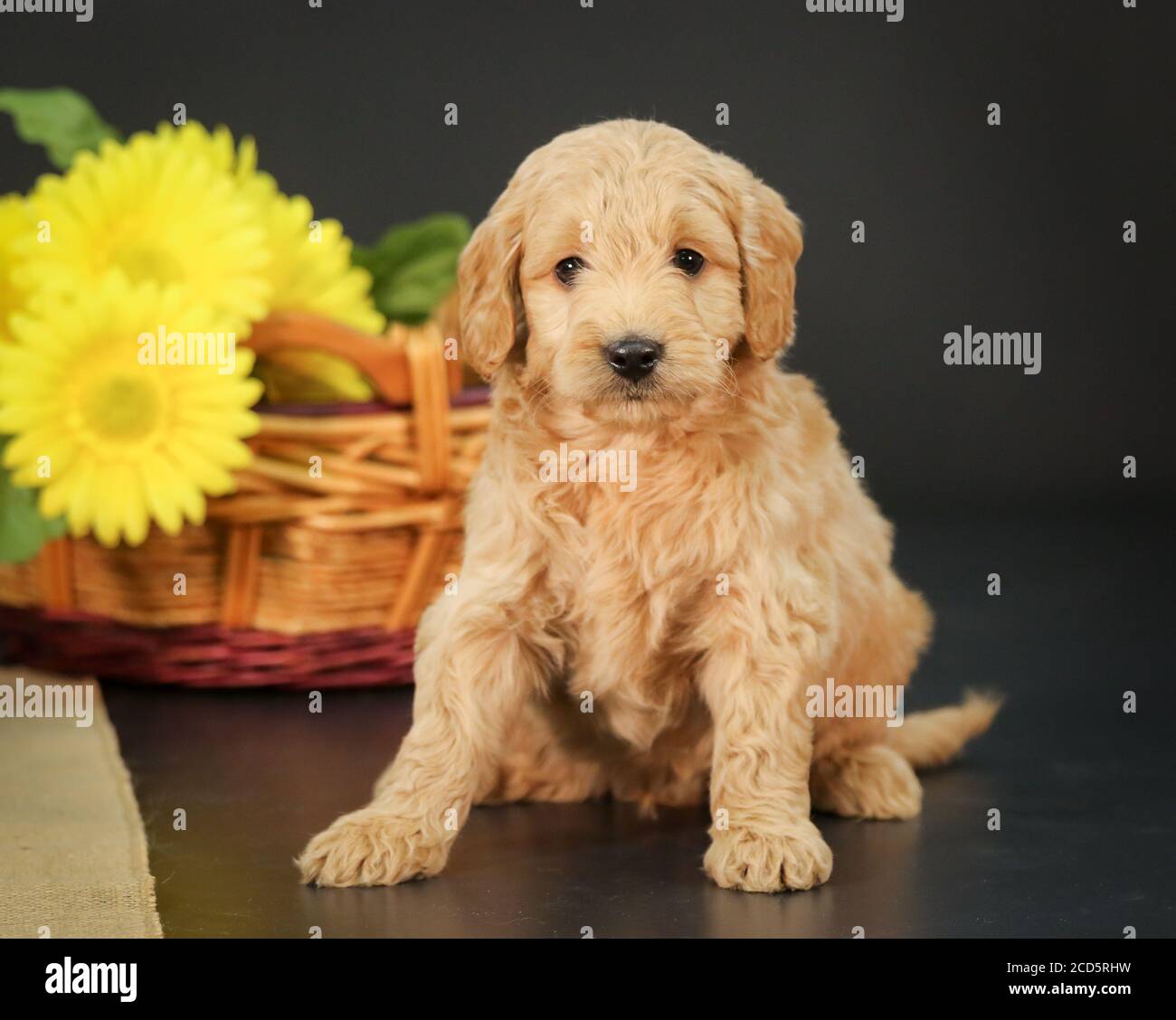 F1 Goldendoodle Puppy par un panier avec fond noir Banque D'Images