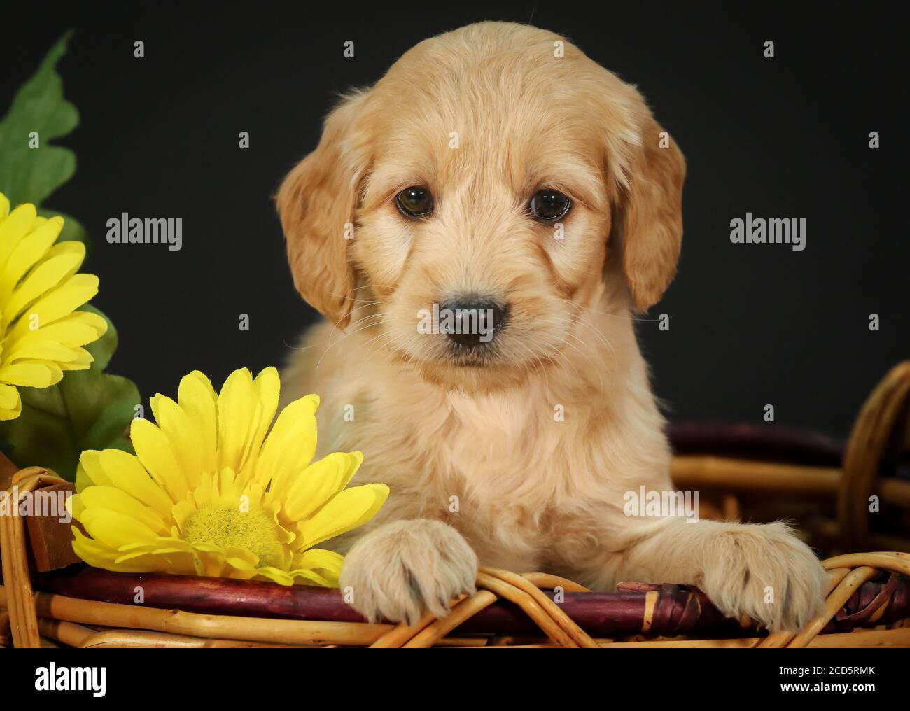 F1 Goldendoodle Puppy dans un panier à fond noir Banque D'Images