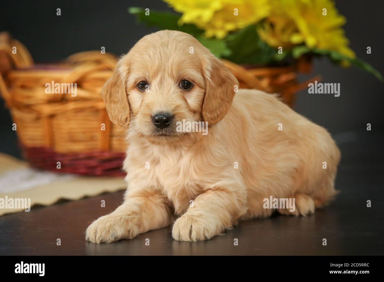 F1 Goldendoodle Puppy dans un panier à fond noir Banque D'Images