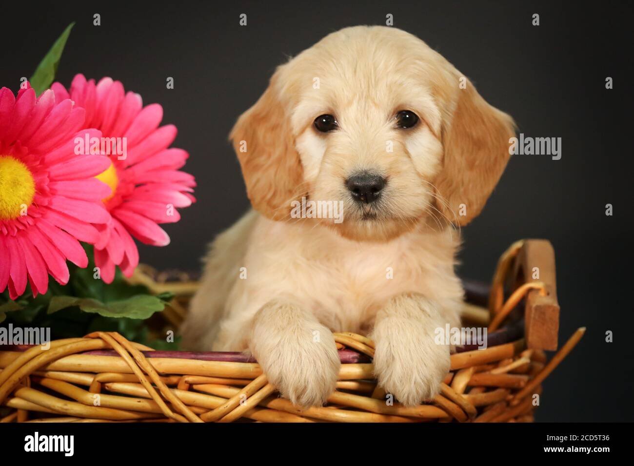 F1 Goldendoodle Puppy dans un panier à fond noir Banque D'Images