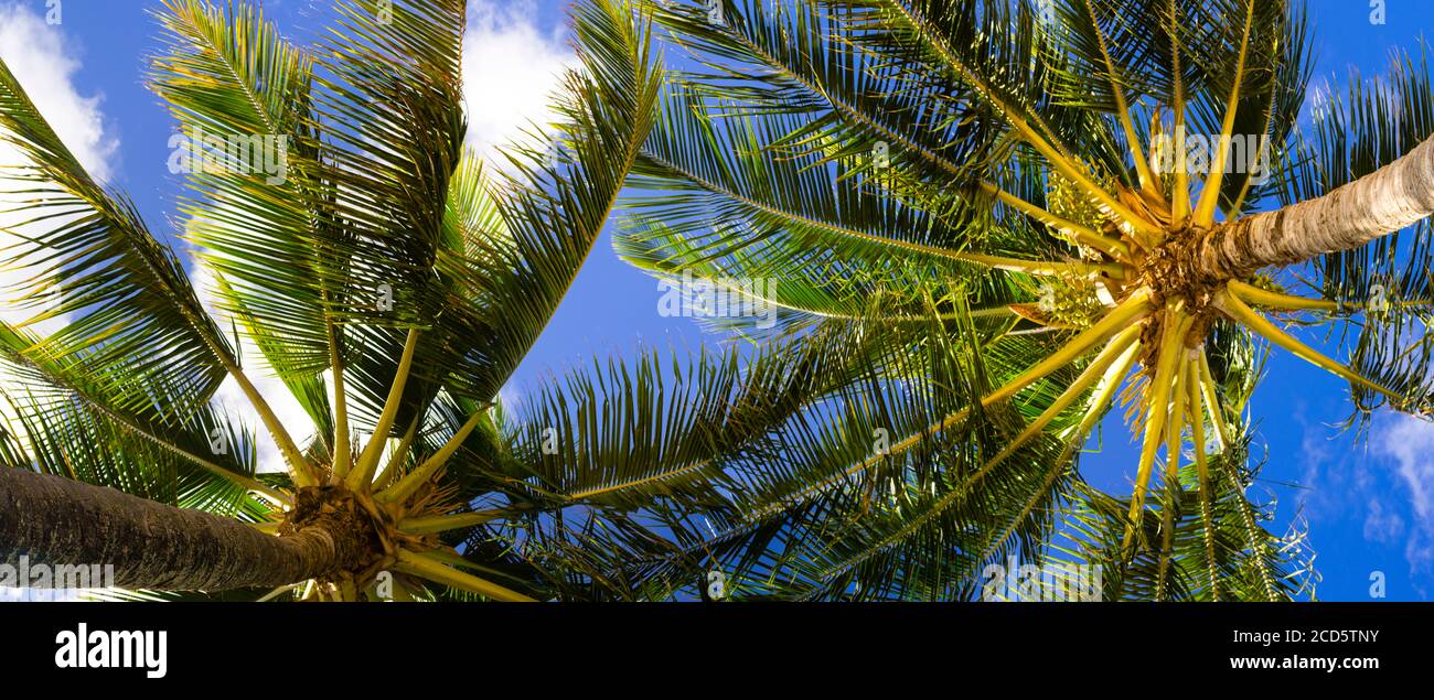 Vue à angle bas des palmiers, Koloa, Kauai, Hawaii, Etats-Unis Banque D'Images