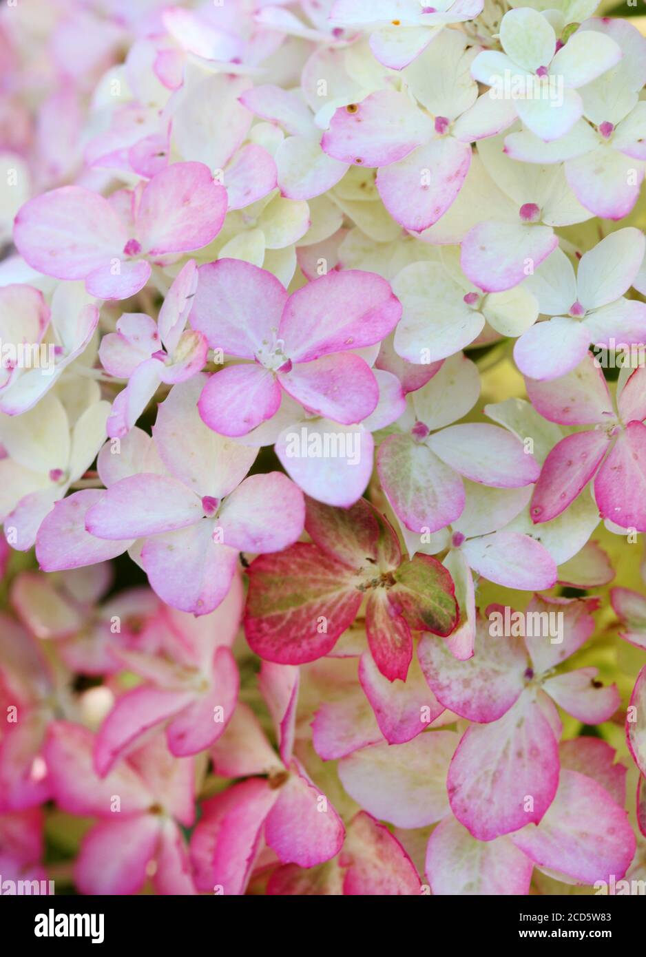 Délicates inflorescences d'hortensia blanc-rose dans le jardin d'été de près. Banque D'Images